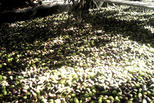 "Sangre, sudor y lágrimas" con el aceite de oliva: ya vemos la luz al final del túnel, pero los próximos meses van a ser muy largos