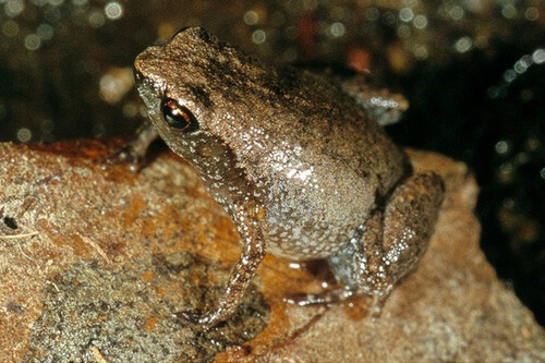 En 2019 encontramos un unas ranas tan pequeñas que parecían imposibles. Ahora sus descubridores quieren saber cómo encogieron